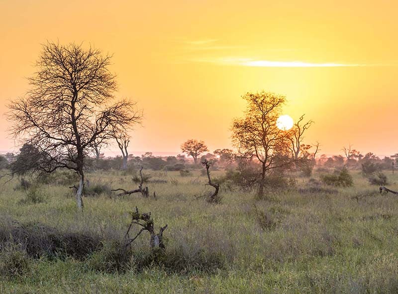 Soloppgang over savannen i Kruger nasjonalpark