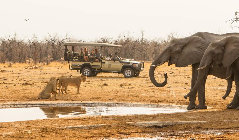 Møte med ville dyr på safari i Botswana