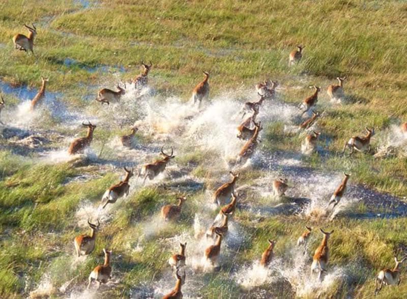 Antilopene løper over savannen