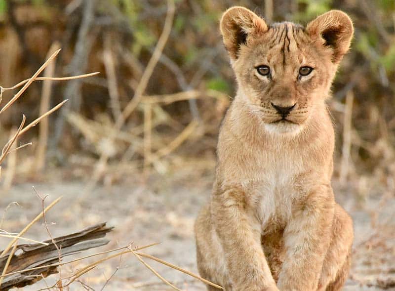 Løveunge i Botswana