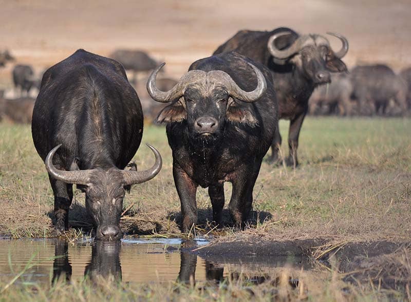 En flokk med gnuer i Botswana