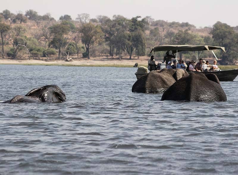 Elefanter i innsjøen med safaribåt i bakgrunnen