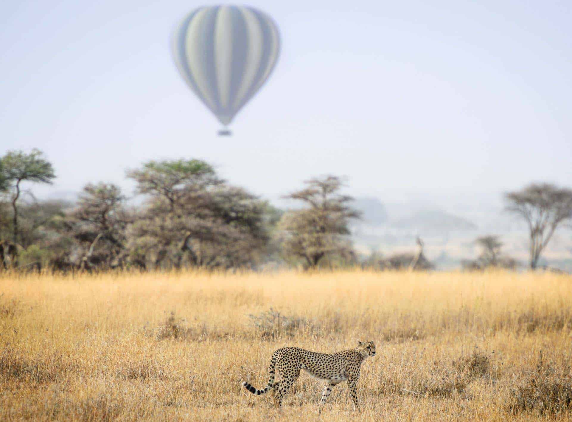 En luftballong svever over slettene og en gepard