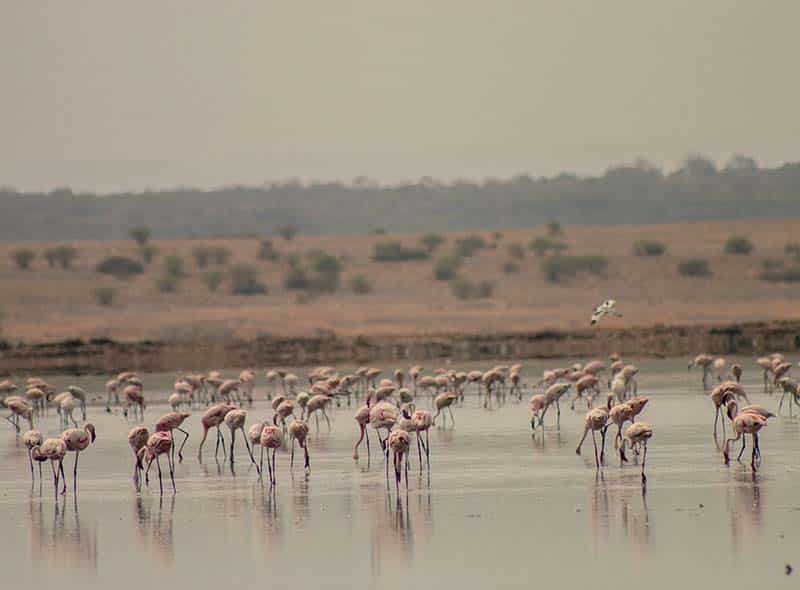 Flamingoer i en innsjø