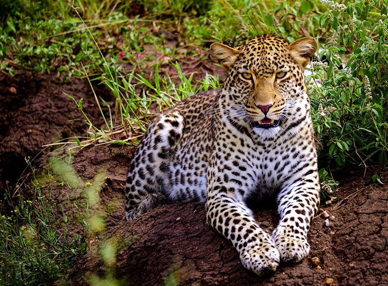 Leopard som hviler på bakken