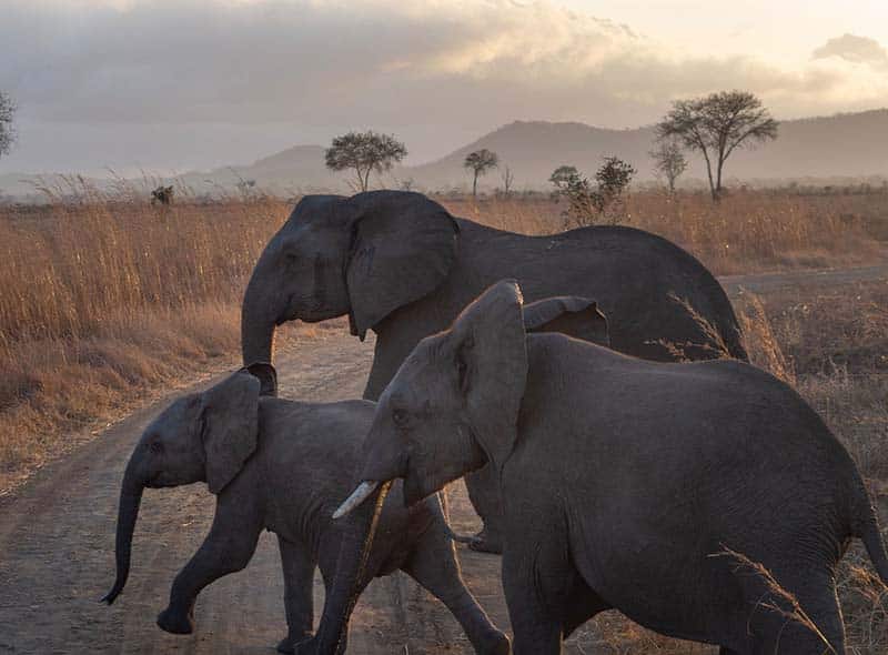 Elefanter som krysser en grusvei