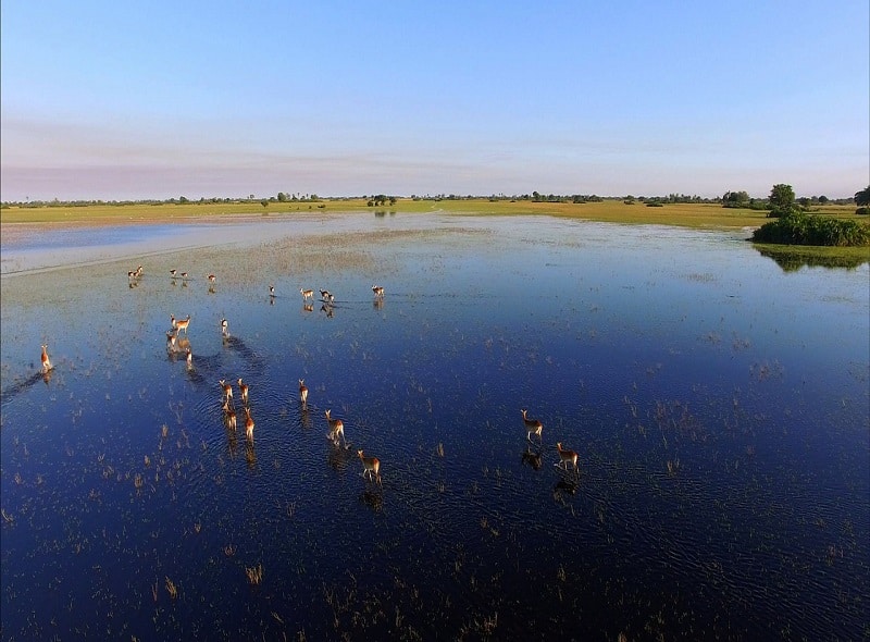 Okavangodeltaet med dyr som løper på grunt vann