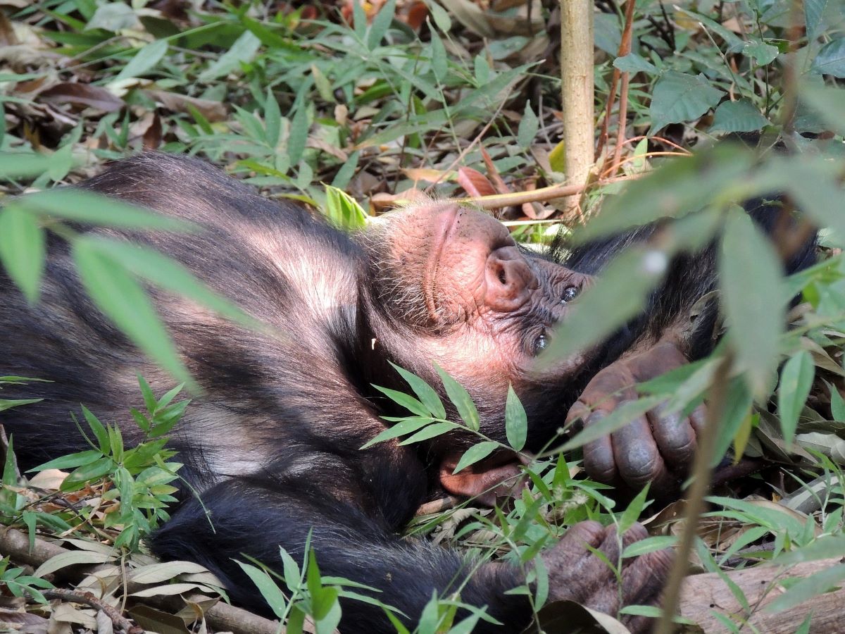 Sjimpanse som ligger og slapper av.