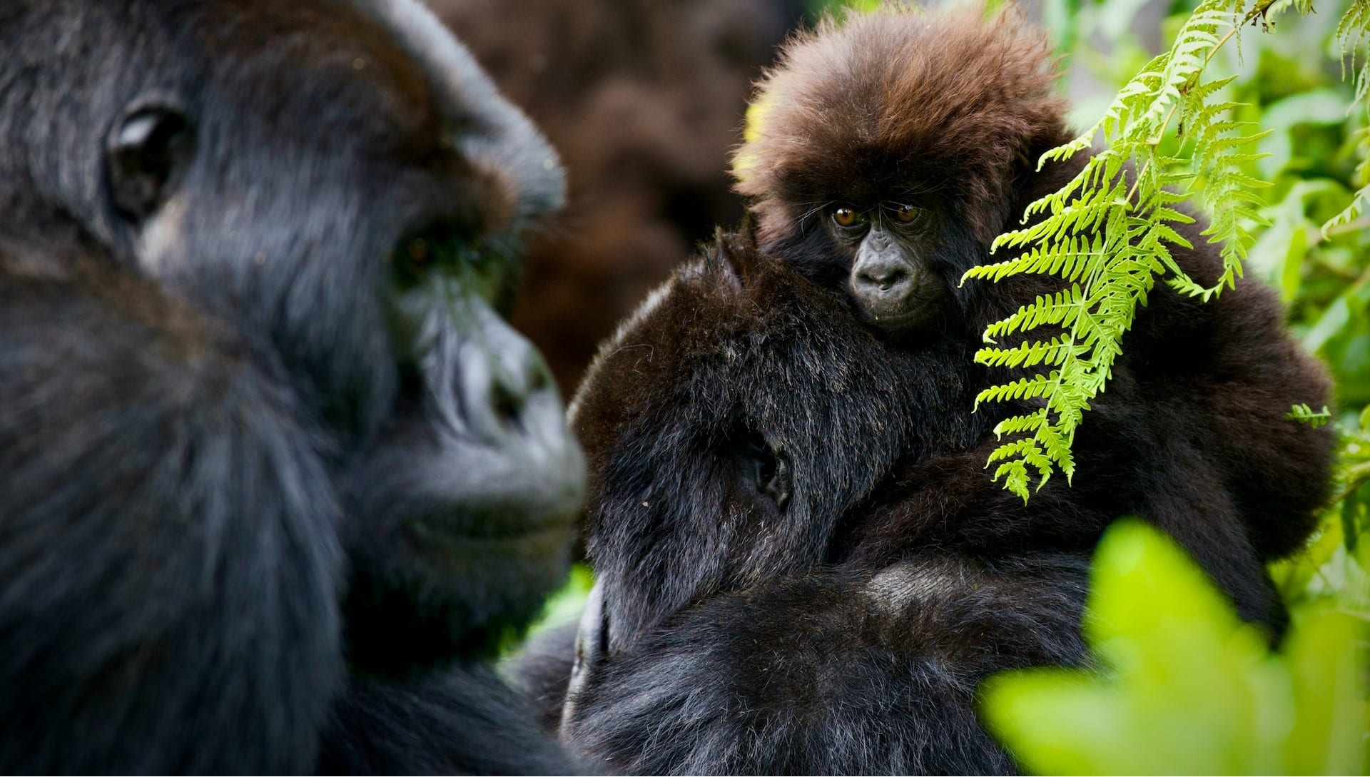 Gorilla trekking i Rwanda